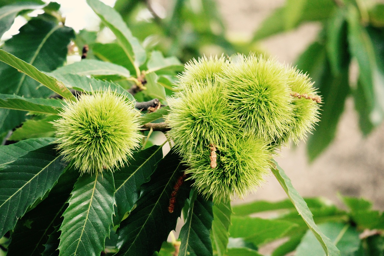 a close up of some green fruit on a tree, chestnut hair, very fluffy, 🦩🪐🐞👩🏻🦳, high - end