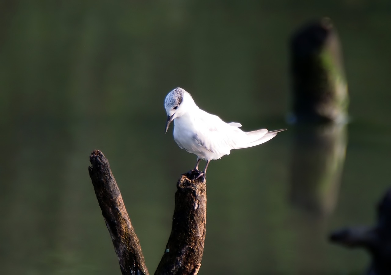 a white bird sitting on top of a tree branch, a portrait, at the waterside, smooth shank, iso 1 0 0 wide view, pillar