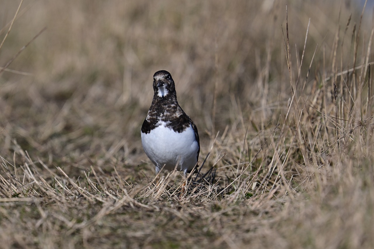 a bird that is standing in the grass, a portrait, shutterstock, happening, white with black spots, in a dried out field, warm spring, pyromallis
