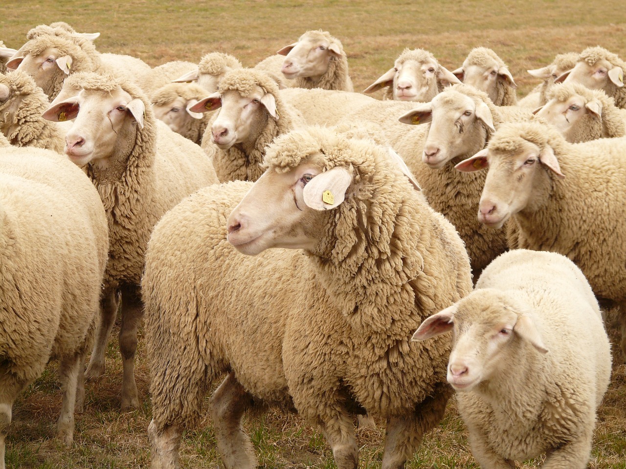 a herd of sheep standing on top of a grass covered field, a portrait, pexels, renaissance, beige, poofy manes of fur, round faced, over the shoulder