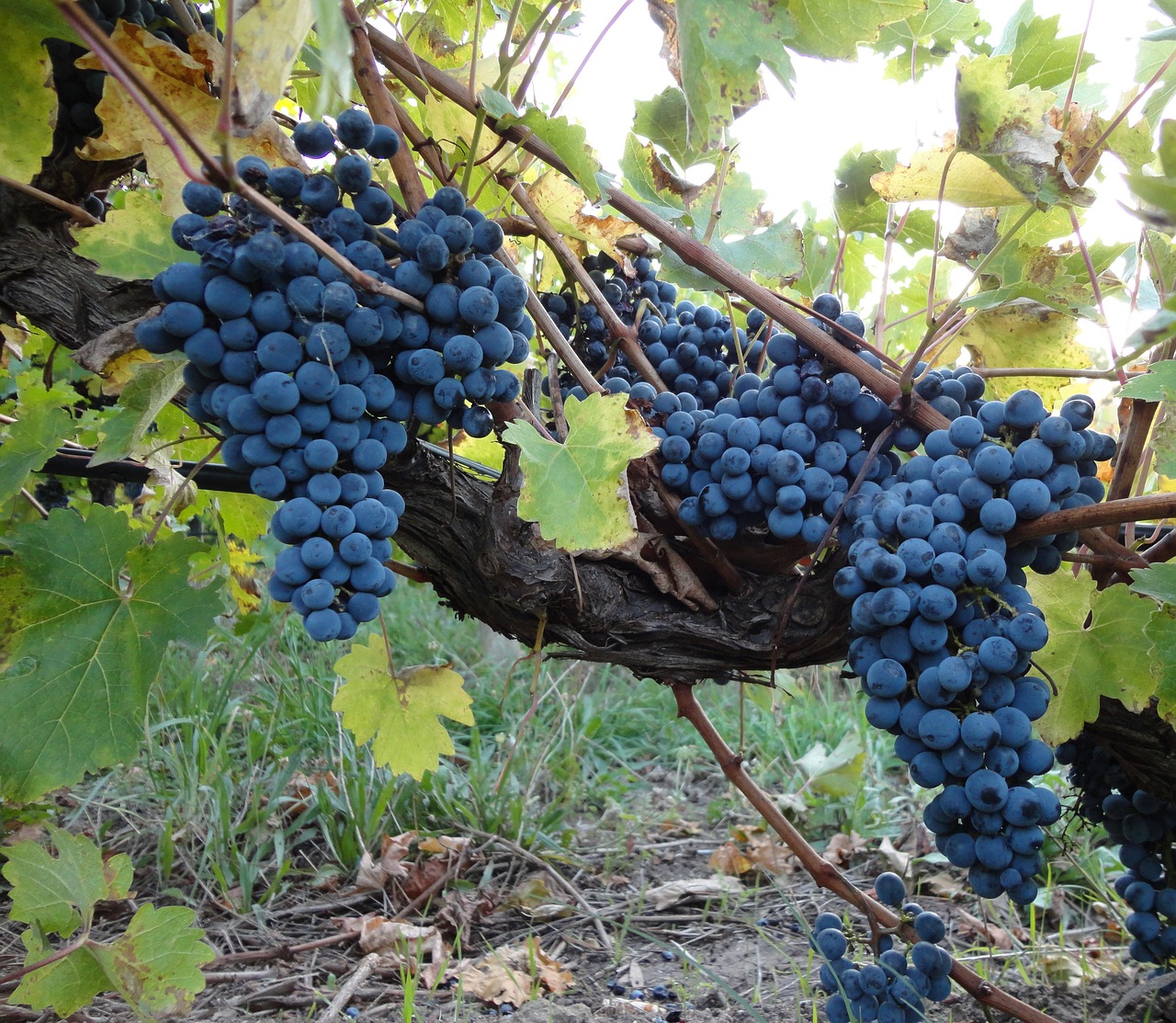 a bunch of blue grapes hanging from a vine, flickr, figuration libre, pointè pose, many details, best selling, wine-red and grey trim