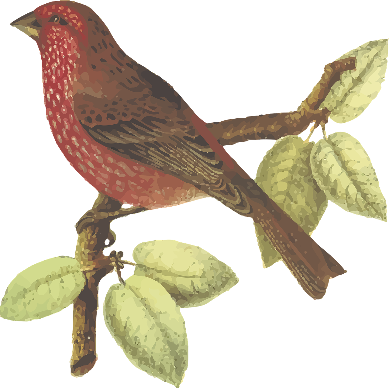 a red bird sitting on top of a tree branch, an illustration of, inspired by John James Audubon, renaissance, painterly illustration, clipart, raspberry, various posed