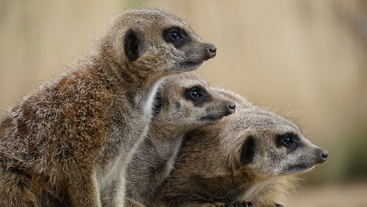 a couple of meerkats sitting next to each other, a portrait, by Dietmar Damerau, pixabay, three animals, piled around, avatar image, eye level