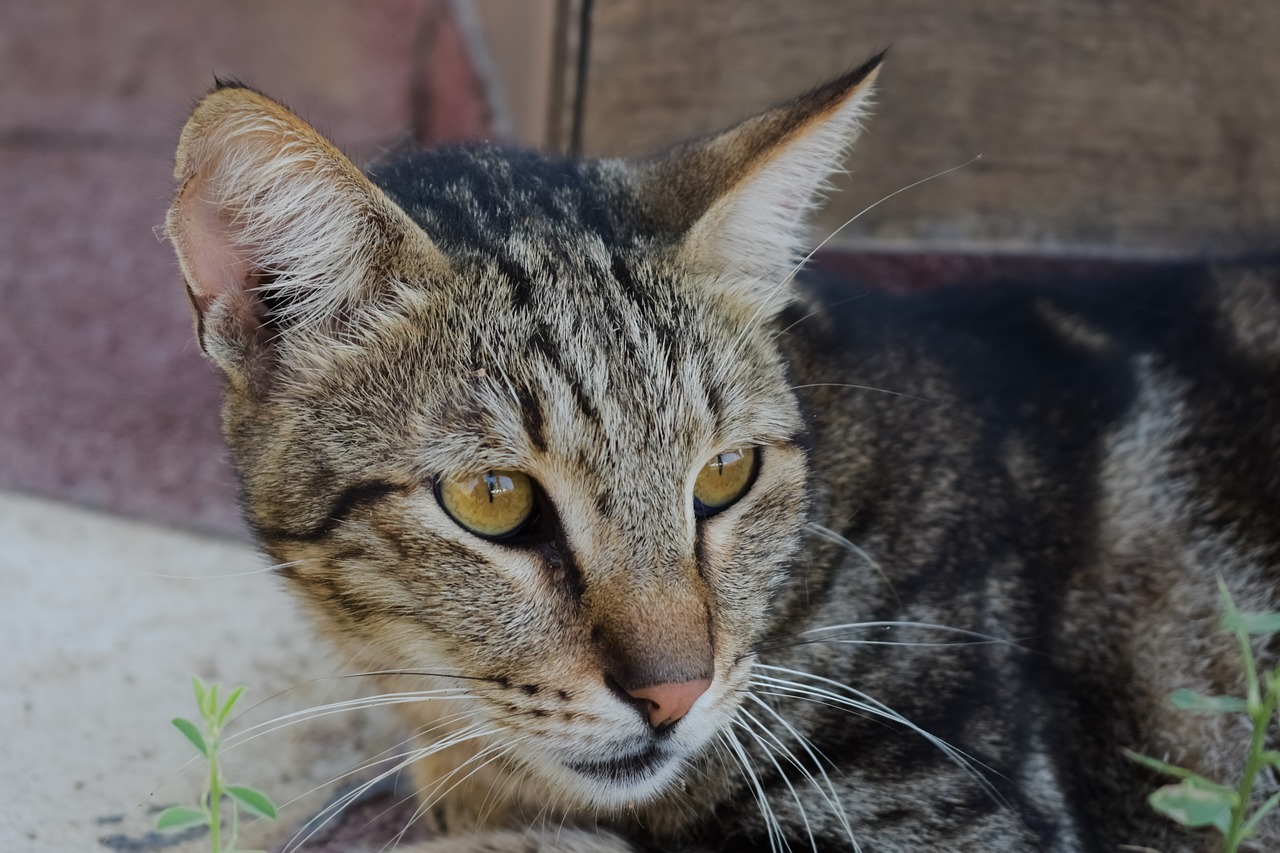 a close up of a cat laying on the ground, a portrait, flickr, tabaxi male, detailed zoom photo, sfw, sharp ears