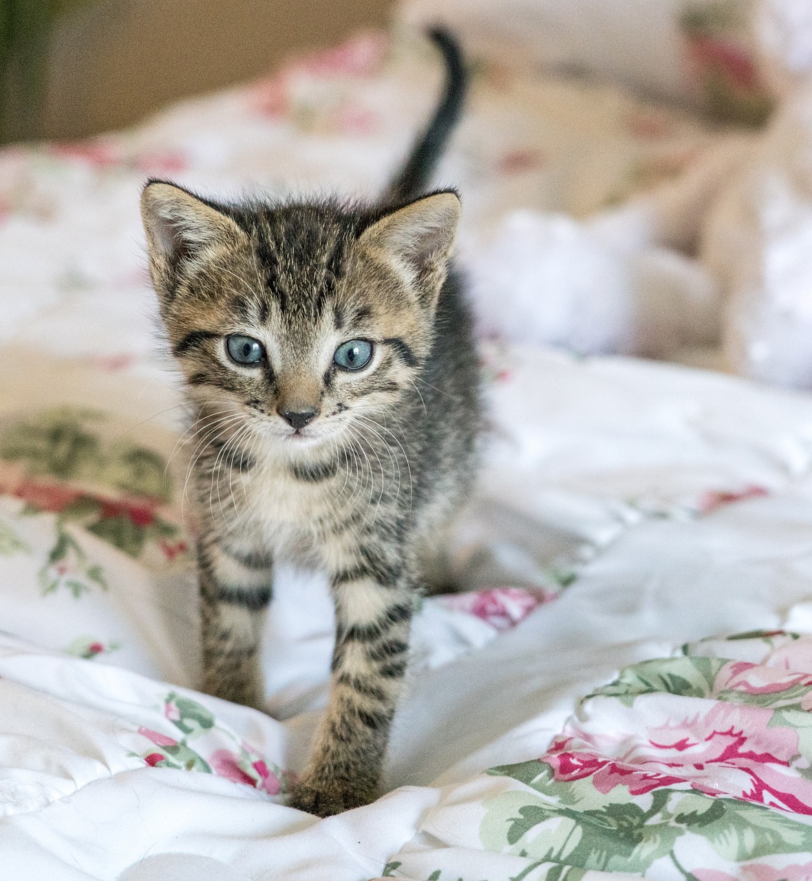 a small kitten standing on top of a bed, a picture, by Matt Cavotta, shutterstock, walking towards the camera, beautiful face!, tyler west, 8k 50mm iso 10