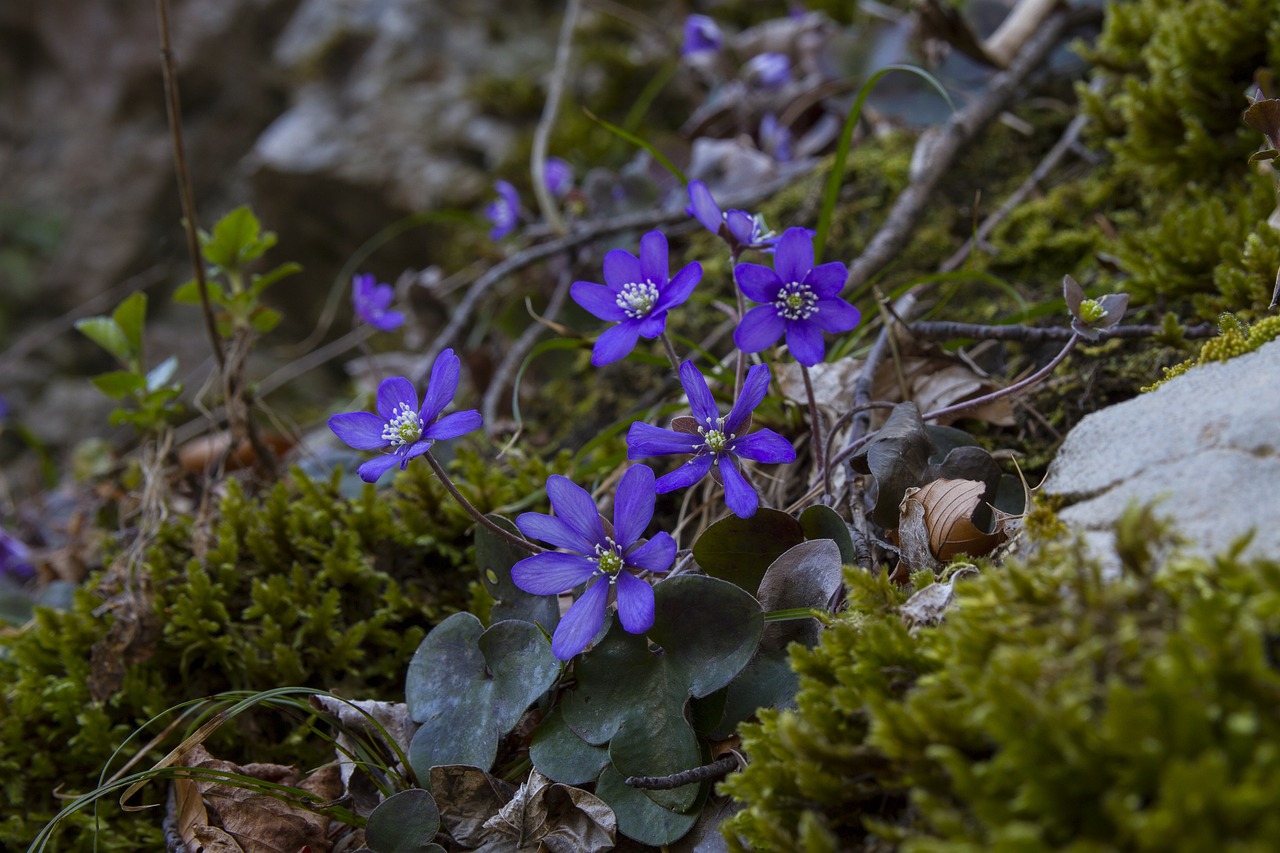 a group of purple flowers sitting on top of a lush green forest, a portrait, by Jacob Kainen, flickr, early spring, blue - petals, protophyta, portrait of small