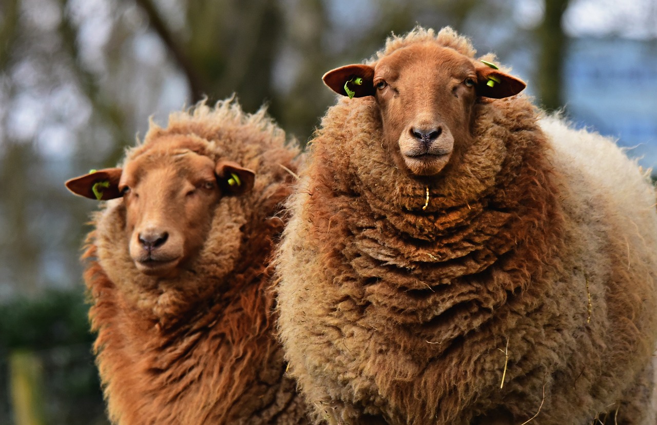 a couple of sheep standing next to each other, a portrait, by Dietmar Damerau, shutterstock, elaborate composition, reddish, manuka, warm friendly expression