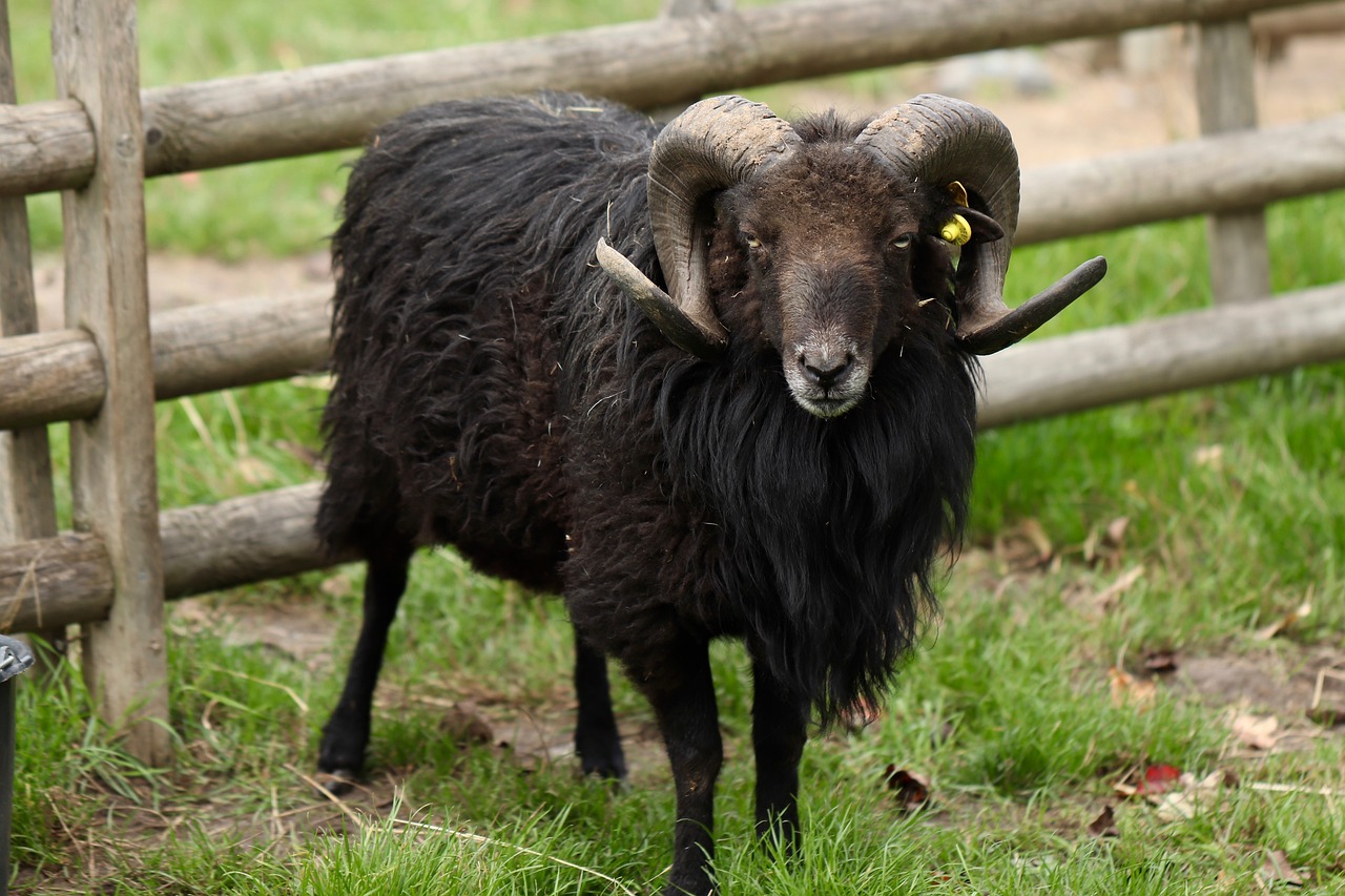 a black goat standing next to a wooden fence, a portrait, hurufiyya, made of wool, ram horns, half - length photo