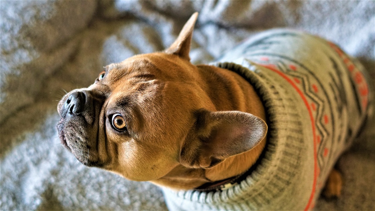 a dog wearing a sweater on a bed, a portrait, pexels, surrealism, head looking up, boxer, beskinski, portrait of a sharp eyed
