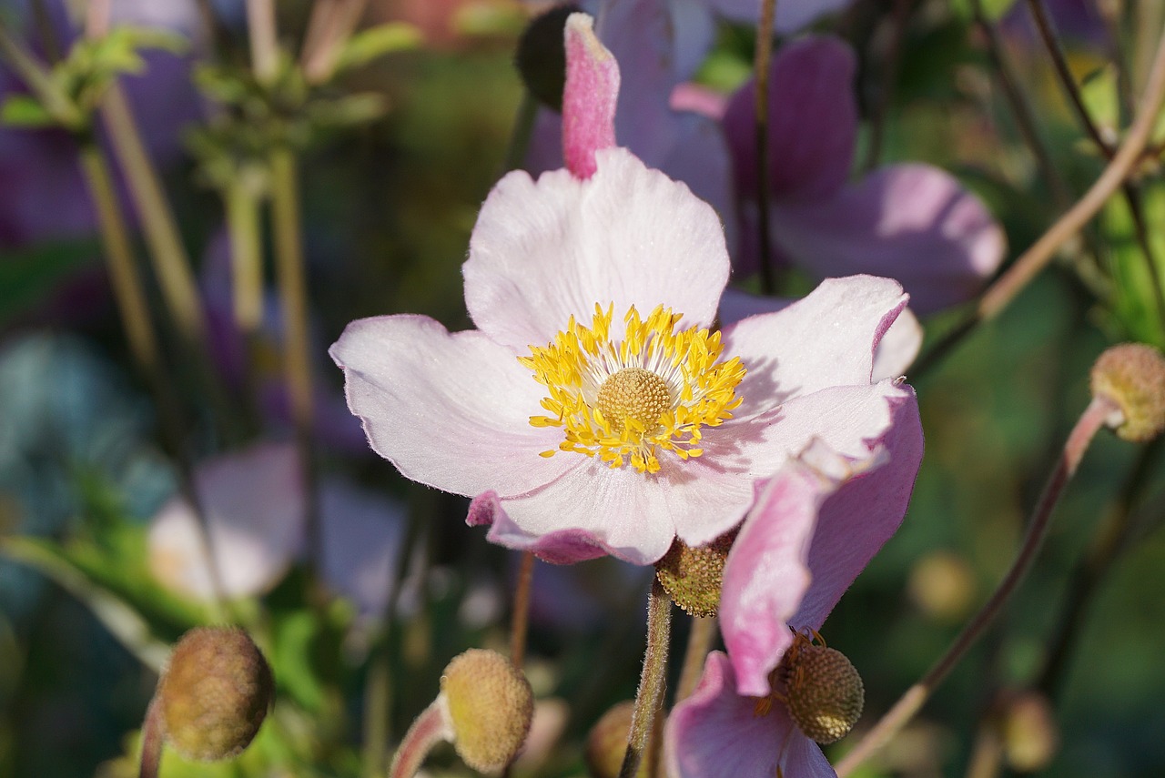 a close up of a flower on a plant, romanticism, anemones, on a sunny day, october, light pink tonalities