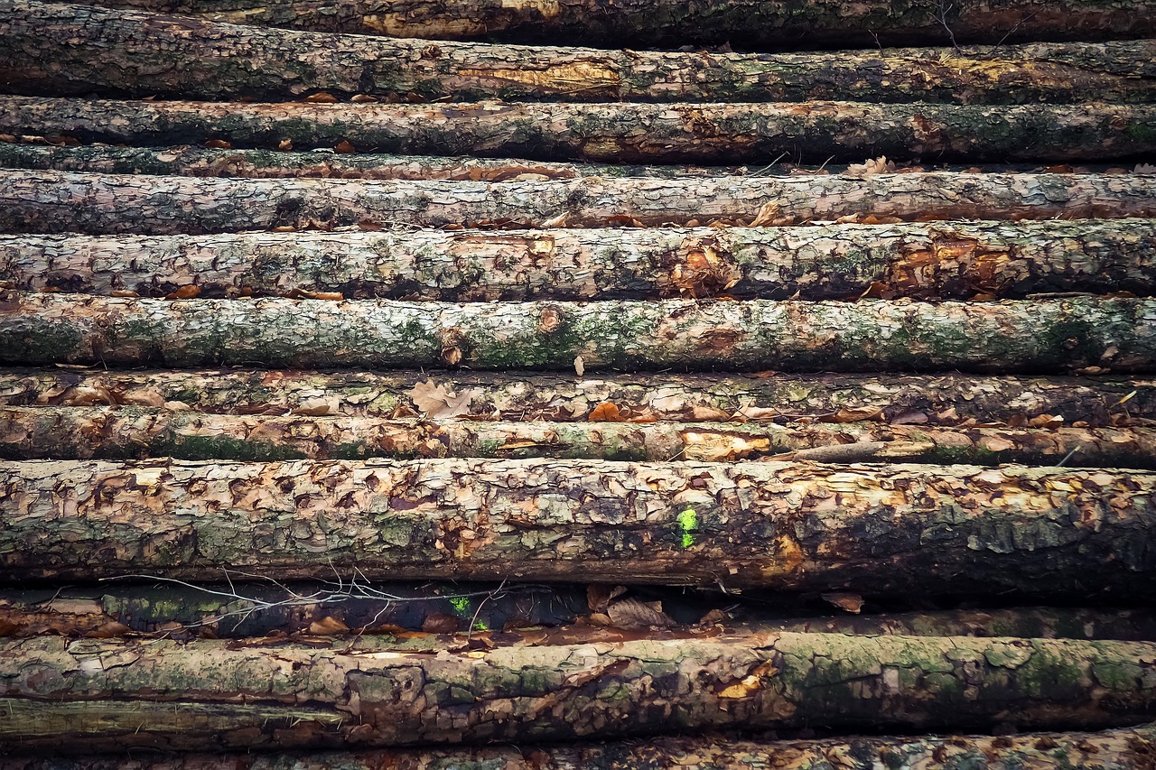 a pile of logs stacked on top of each other, a stock photo, by Thomas Häfner, shot on an iphone, branches composition abstract, vertical composition, forest style studio shot