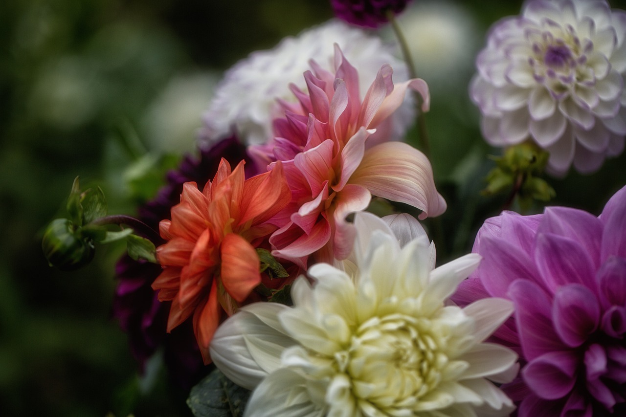 a close up of a bunch of flowers, by Raymond Normand, dahlias, serene colors, fine detail post processing, bloom and flowers in background