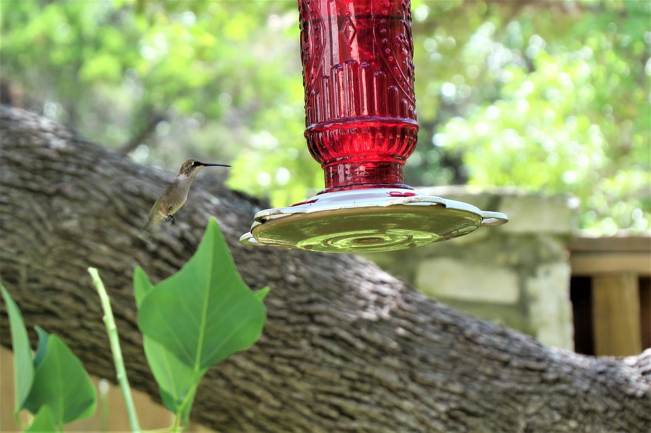 a hummingbird flying towards a hummingbird feeder, by Linda Sutton, backshot, red dish, looking from slightly below, amber