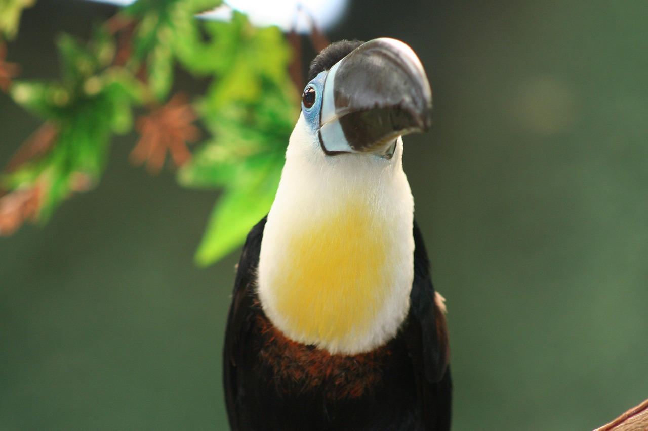 a close up of a bird on a branch, a portrait, by Dietmar Damerau, flickr, sumatraism, mage robe based on a toucan, the bird is wearing a bowtie, bird\'s eye view, banana