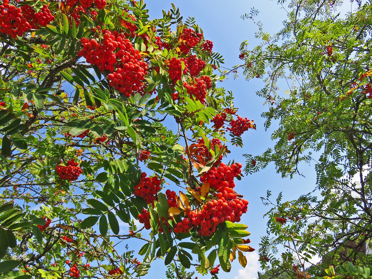 a bunch of red berries hanging from a tree, by Karl Völker, hurufiyya, sky!!!, sergey vasnev, summer day, ferocious appearance