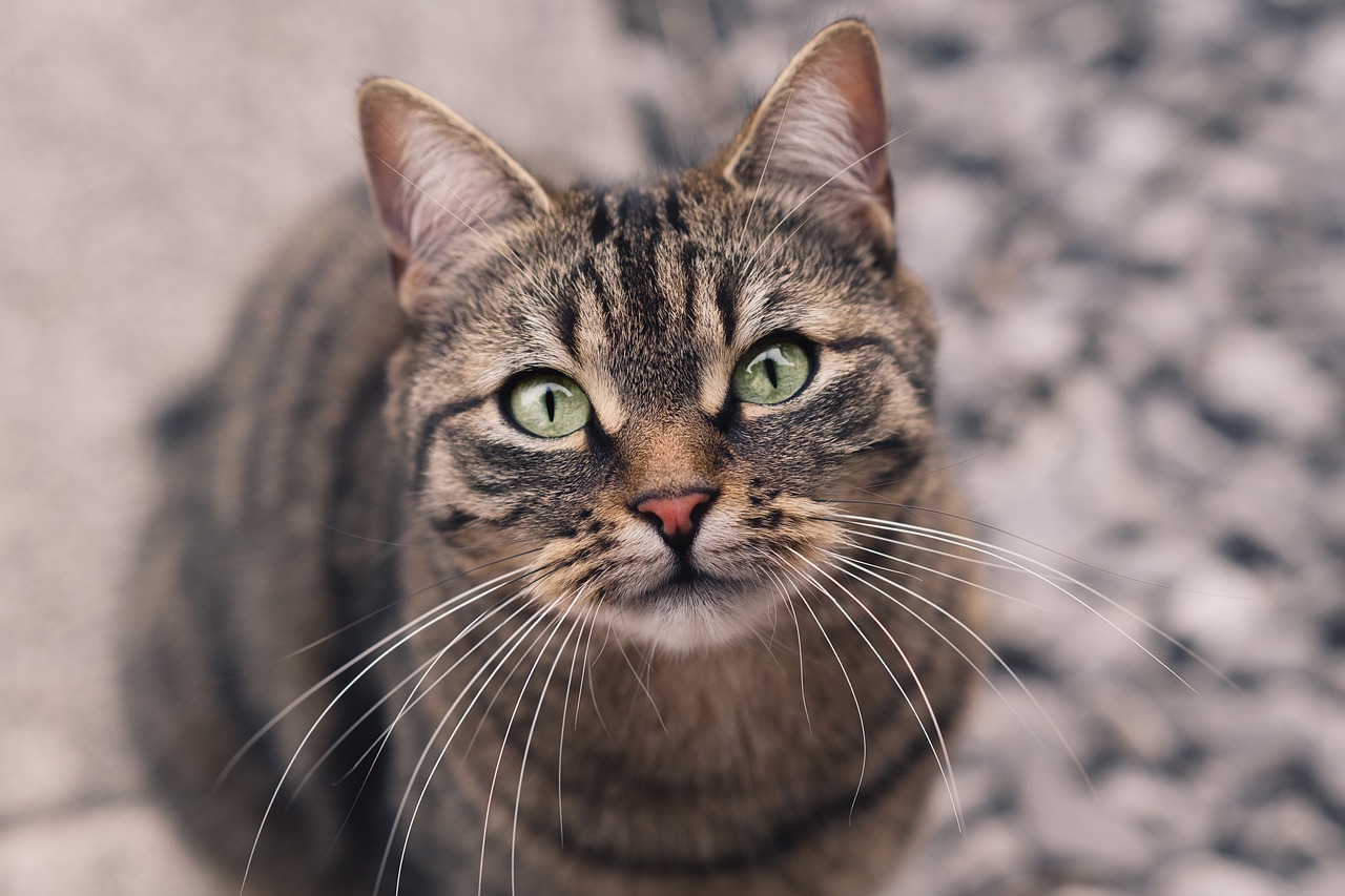 a close up of a cat with green eyes, a portrait, by Brian Thomas, shutterstock, lovingly looking at camera, short brown hair and large eyes, whiskers hq, full body close-up shot