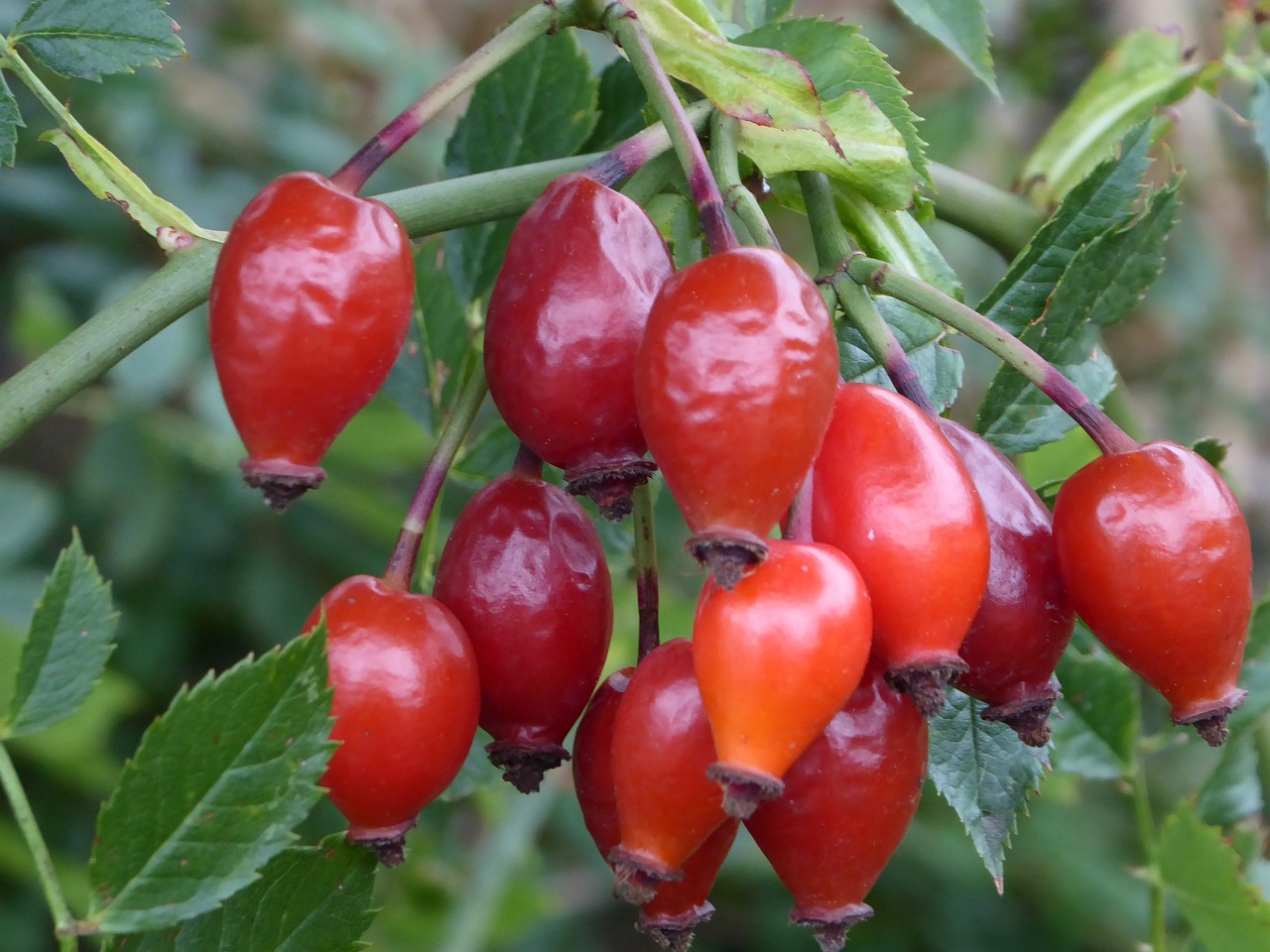 a close up of a bunch of fruit on a tree, by Robert Brackman, pixabay, romanticism, small red roses, hips, betula pendula, often described as flame-like