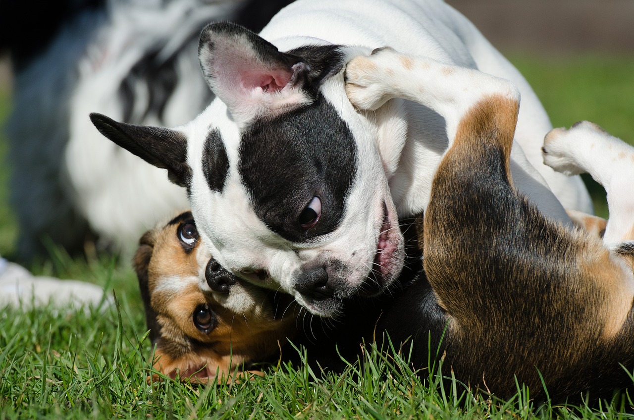 two dogs playing with each other in the grass, flickr, bauhaus, afp, hugging, french bulldog, close-up!!!!!!