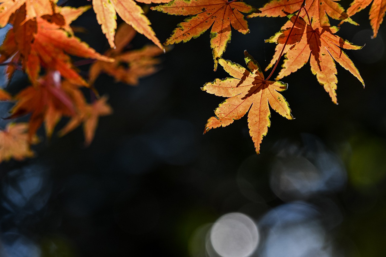 a close up of some leaves on a tree, a picture, inspired by Kanō Shōsenin, unsplash, shin hanga, 4k vertical wallpaper, autumn lights, high contrast of light and dark, japanese maples