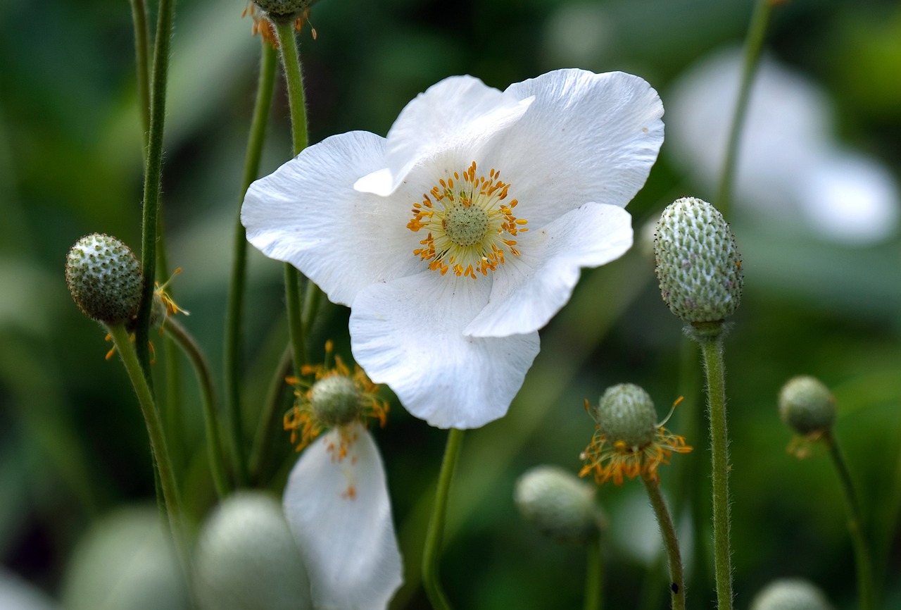 a white flower sitting on top of a lush green field, a macro photograph, by Hans Fischer, flickr, hurufiyya, himalayan poppy flowers, gold flaked flowers, anemone, wikimedia commons