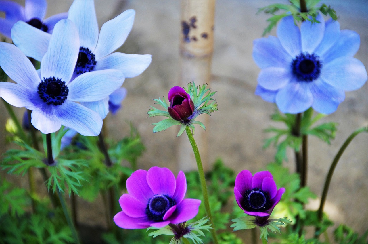 a group of purple and blue flowers sitting next to each other, a portrait, by Kaii Higashiyama, unsplash, anemone, worms-eye-view, unknown artist, gardening