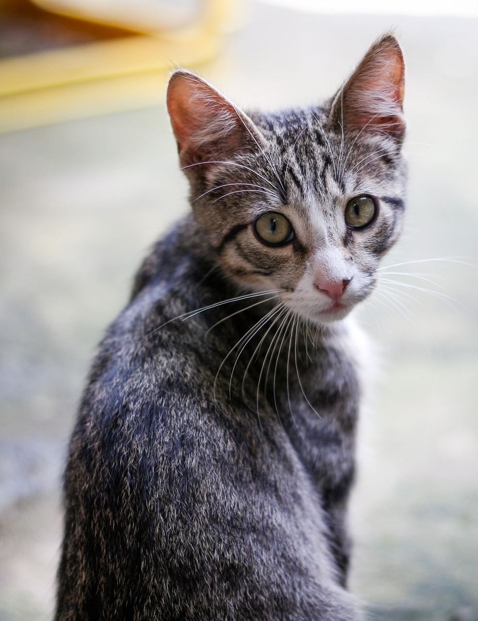 a cat sitting on the ground looking at the camera, a portrait, by Yi Jaegwan, flickr, gray mottled skin, mild depth of field, very sharp photo, highly realistic photo