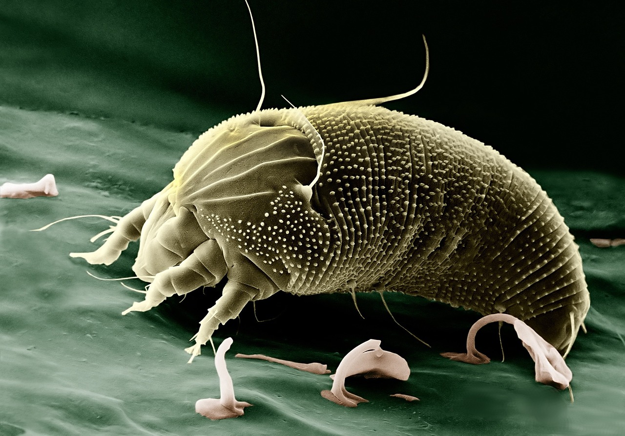 a close up of a bug on a green surface, a microscopic photo, by Robert Brackman, shutterstock, digital art, water bear, shai hulud, on a gray background, samorost
