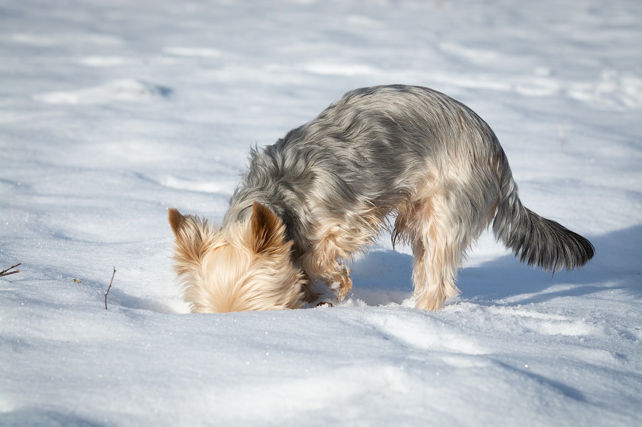 a dog that is standing in the snow, a photo, by Aleksander Gierymski, shutterstock, bauhaus, yorkshire terrier, digging, face down, high res photo