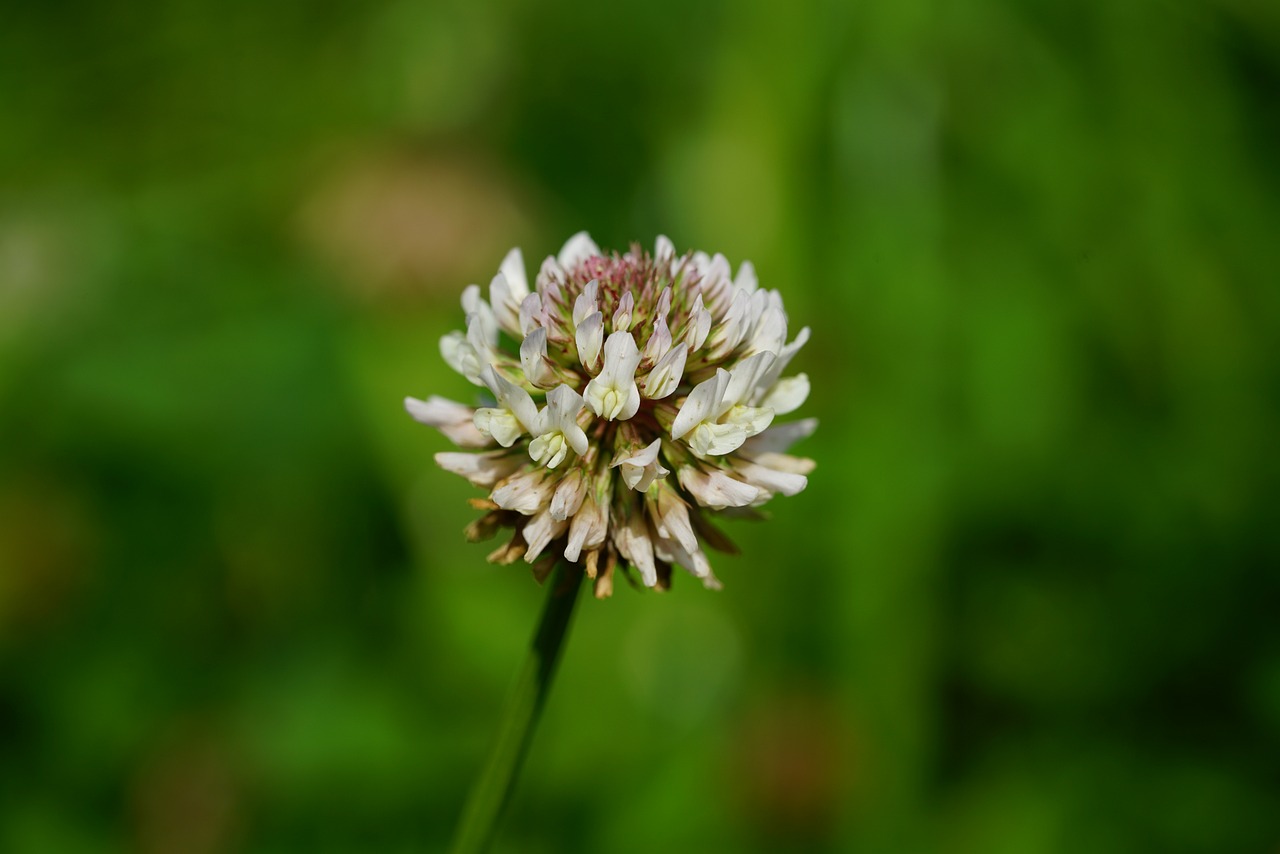 a white flower sitting on top of a lush green field, a macro photograph, hurufiyya, clover, flower sepals forming helmet, highly dvetailed, small head