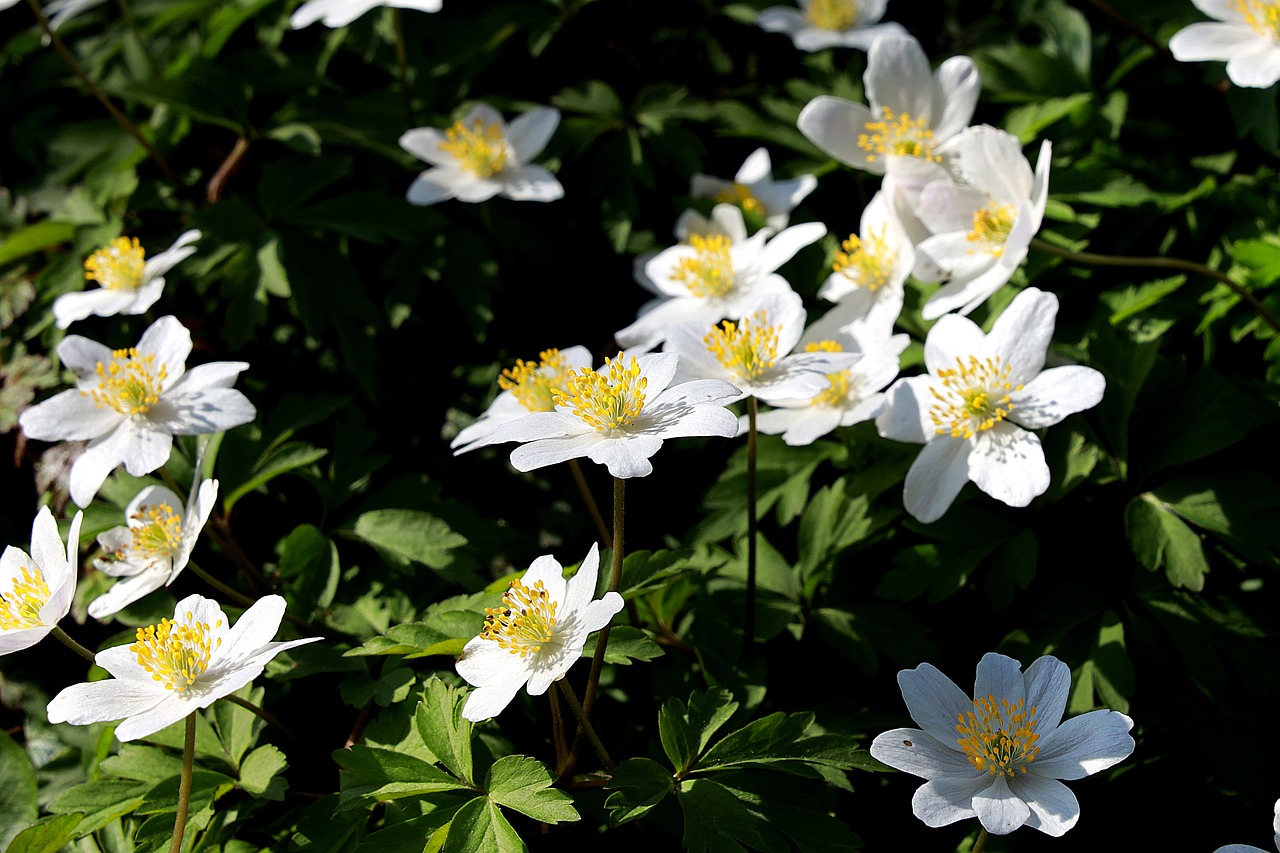a bunch of white flowers with yellow centers, anemone, great light and shadows”, espoo, [sirius]