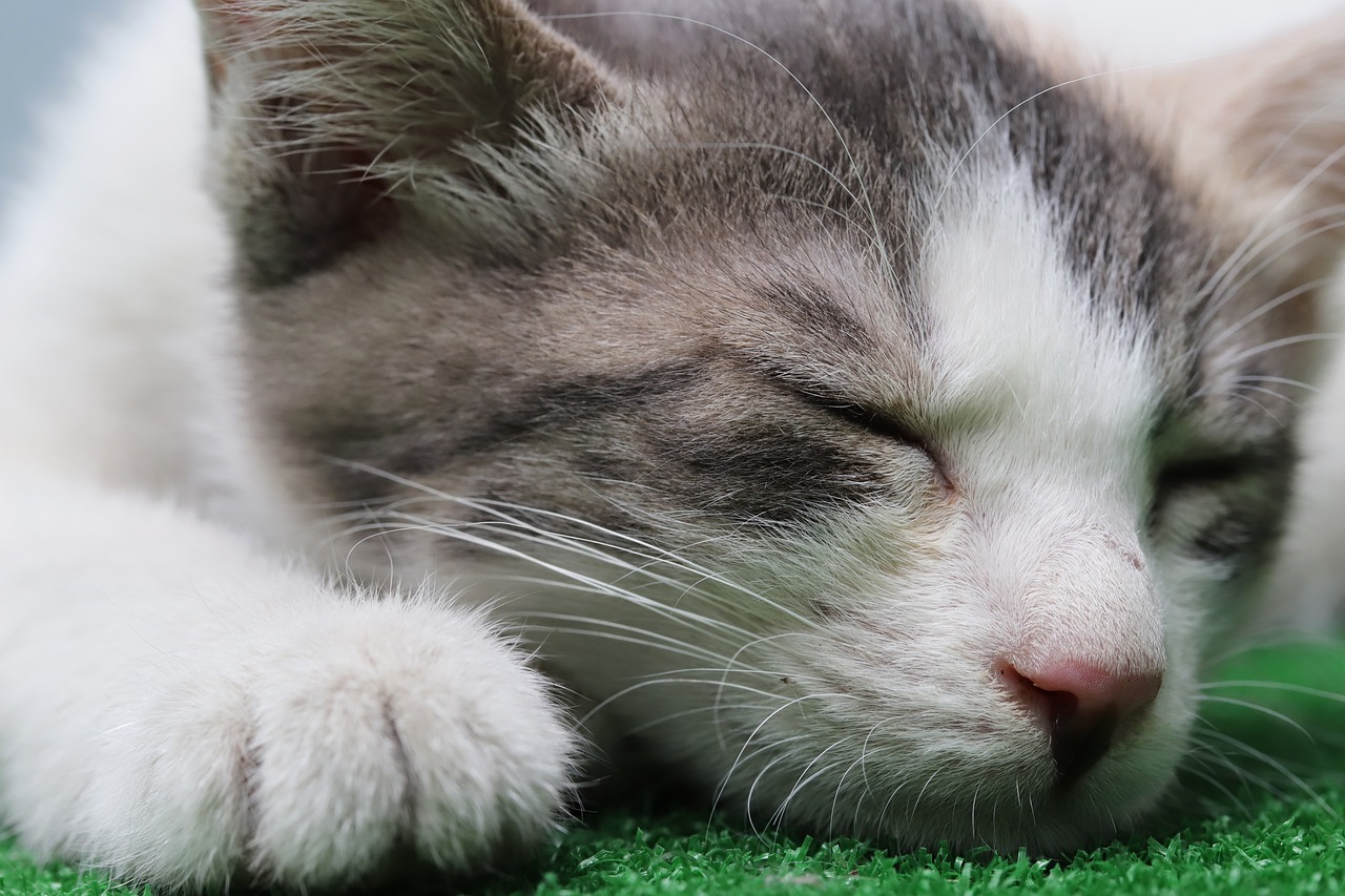 a cat that is laying down on some grass, a pastel, by Yi Jaegwan, shutterstock, clean detail 4k, sweet dreams, face macro shot, 1128x191 resolution