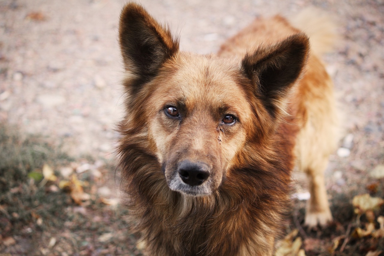 a close up of a dog looking at the camera, a portrait, by Aleksander Gierymski, flickr, crying one single tear, reddish, full length shot, goldenwolf