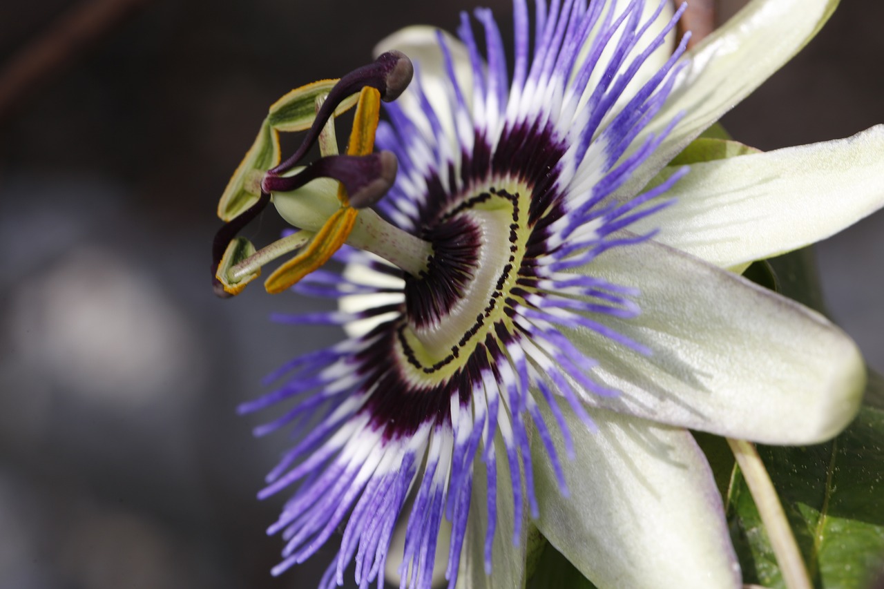 a close up of a flower on a plant, by Jim Nelson, hurufiyya, passion flower, white and purple, highly a detailed, photograph credit: ap