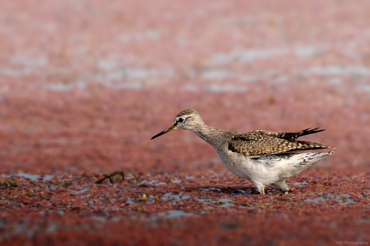 a bird that is standing in the dirt, by Robert Brackman, shutterstock, female floating, crystal ruff, wide long shot, runway