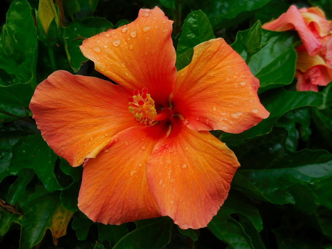 a close up of a flower with water droplets on it, hurufiyya, hibiscus, orange plants, perfect shading, tropical flower plants
