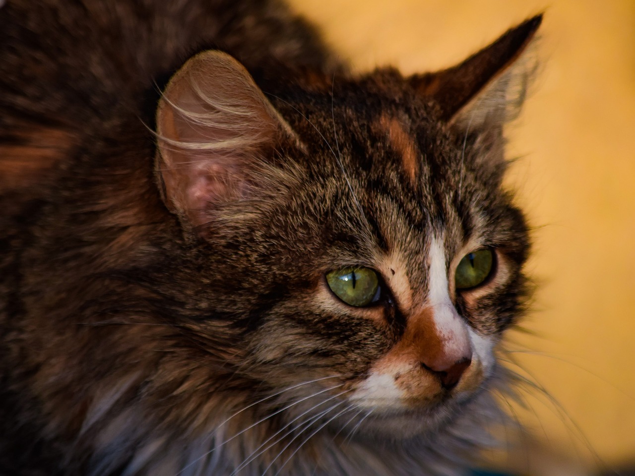 a close up of a cat with green eyes, a portrait, by Mandy Jurgens, flickr, side profile portrait, scruffy looking, 8k 50mm iso 10, her gaze is downcast