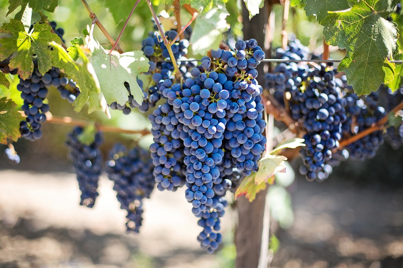 a bunch of blue grapes hanging from a vine, pexels, photorealism, 🦩🪐🐞👩🏻🦳, central california, avatar image, with fruit trees