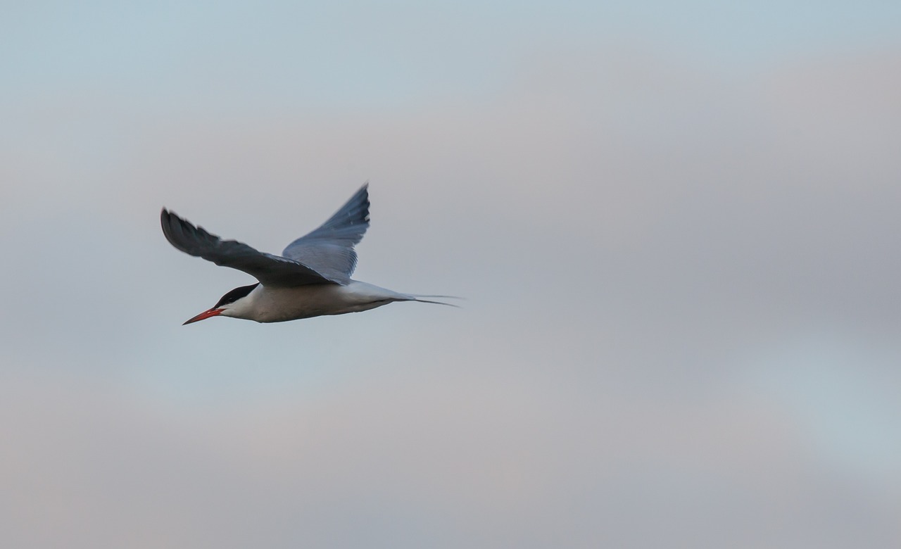 a bird that is flying in the sky, by Jan Rustem, flickr, long pointy pink nose, img _ 9 7 5. raw, floating detailes, afar