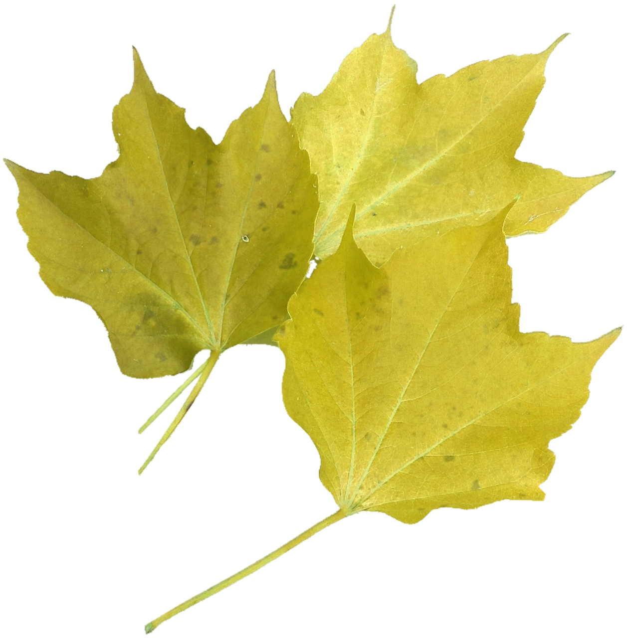 two yellow leaves on a black background, a digital rendering, hurufiyya, color photo