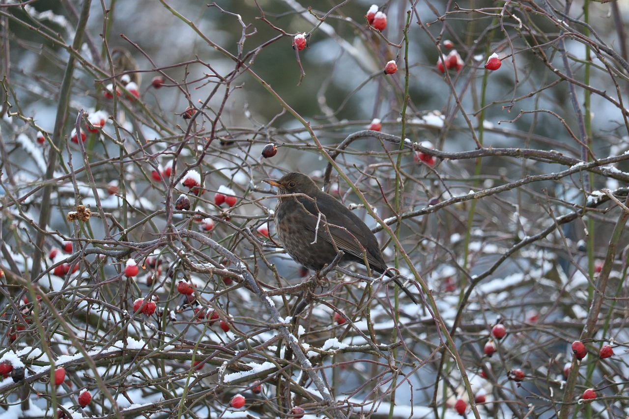 a bird sitting on top of a tree filled with red berries, a photo, by Jan Tengnagel, against a winter garden, rose-brambles, mid 2 0's female, sad!