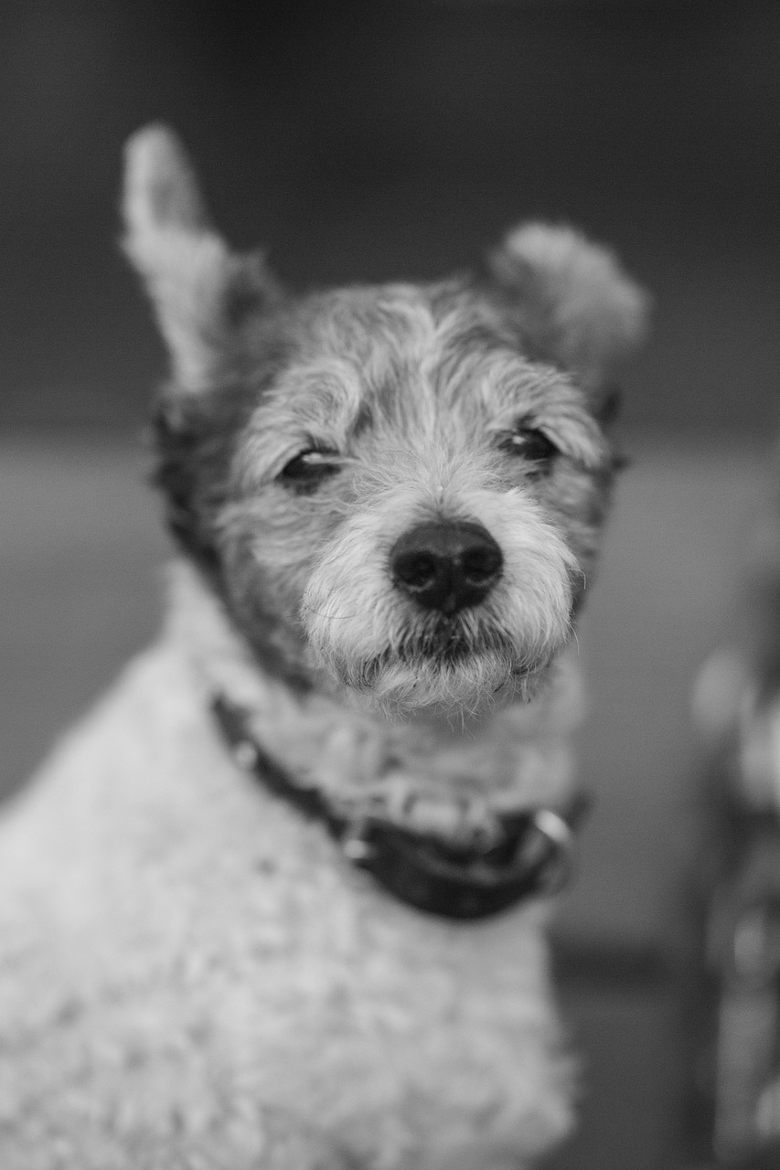 a black and white photo of a small dog, inspired by Elliott Erwitt, unsplash, fine art, smirking at the camera, (((rusty))), muttonchops, smart looking