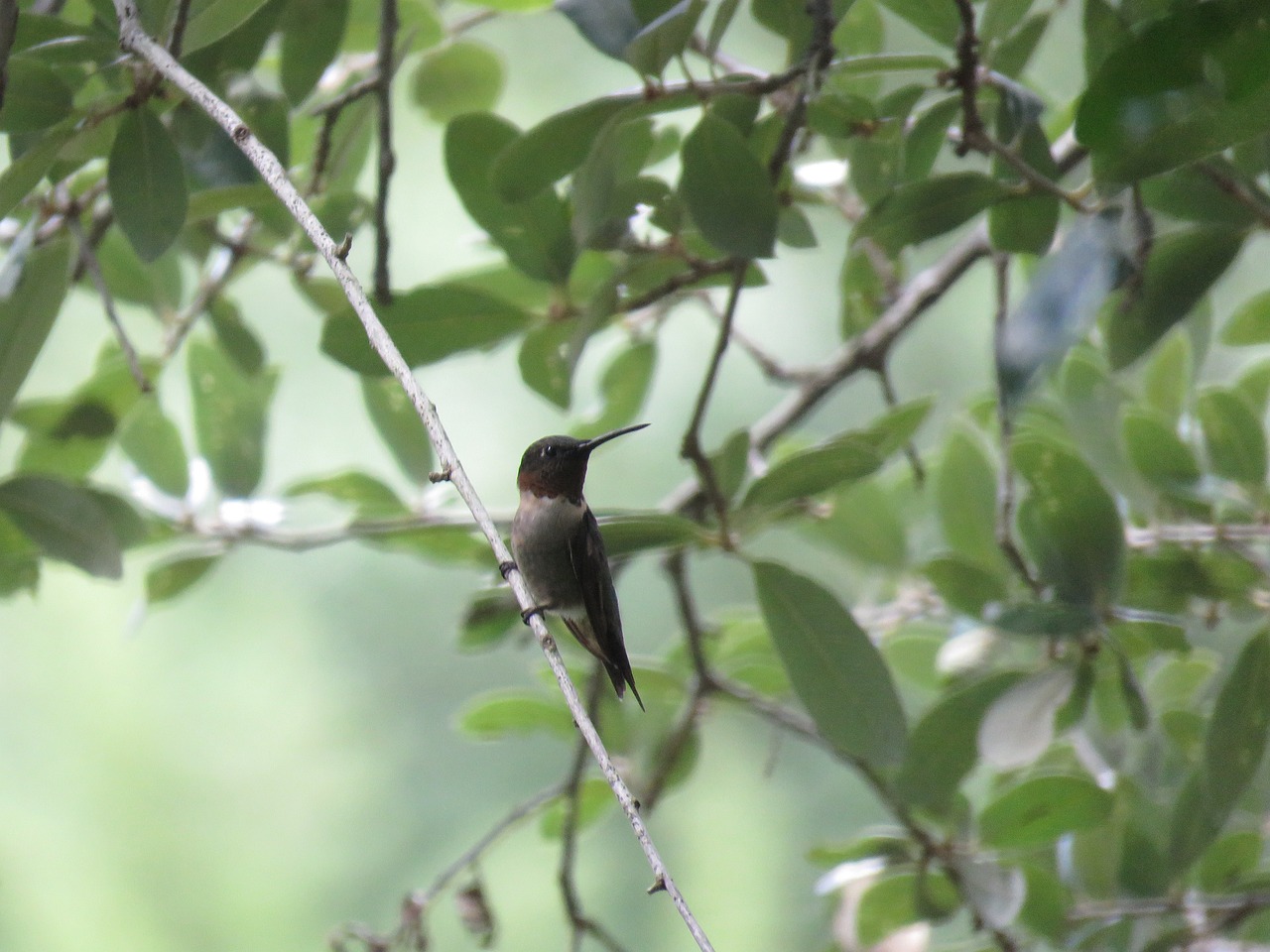 a small bird sitting on top of a tree branch, arabesque, hummingbird, dslr camera img_4016, with black vines, above side view