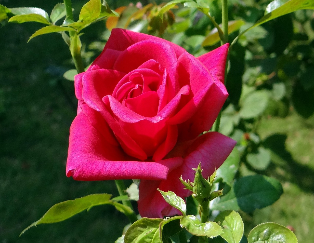 a close up of a pink rose with green leaves, in red gardens, beautiful sunny day, épaule devant pose, celebration