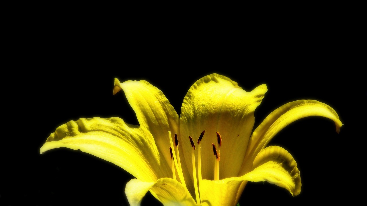 a close up of a yellow flower on a black background, a macro photograph, by Tom Carapic, lily, backlit!!, posterized color, summer light