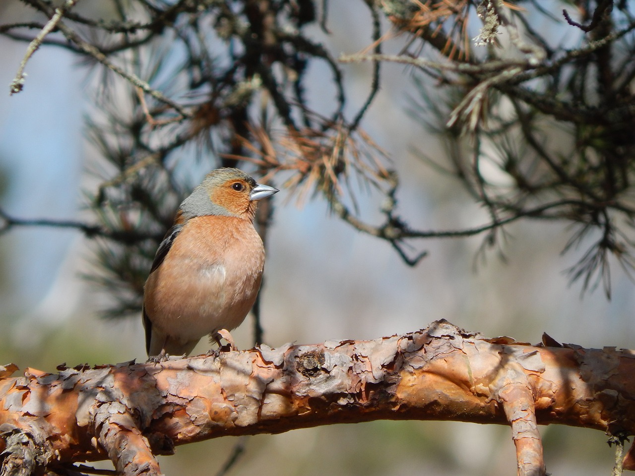 a small bird sitting on top of a tree branch, by Dietmar Damerau, flickr, pine, jordan, female looking, blush