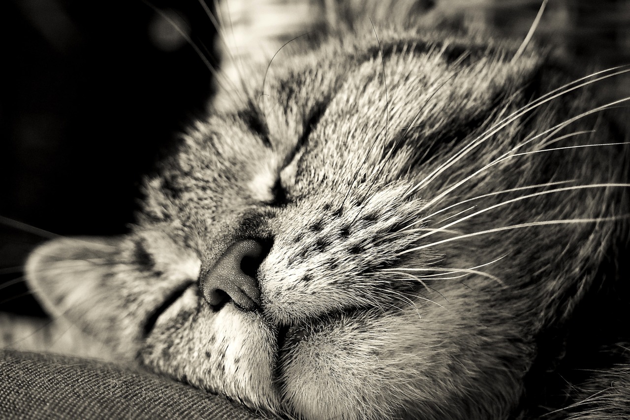 a close up of a cat sleeping on a couch, a stipple, by Brian Thomas, flickr, cute nose, smileeeeeee, monochrome!!!!!, beautiful face!