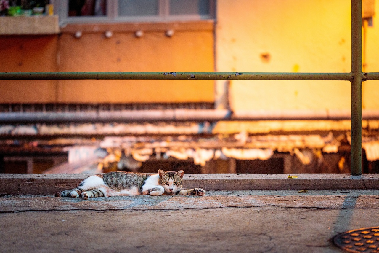 a cat that is laying down on the ground, a picture, by Joze Ciuha, golden hour in beijing, at a deserted city, vivid composition, tourist photo