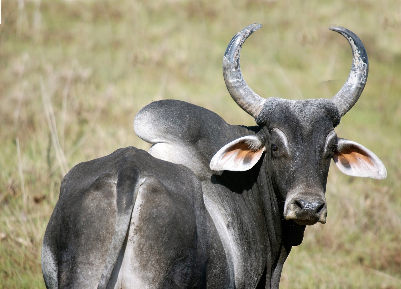 a close up of a cow with horns in a field, shutterstock, mingei, hunting buffalo, sri lanka, grey skinned, very sharp photo