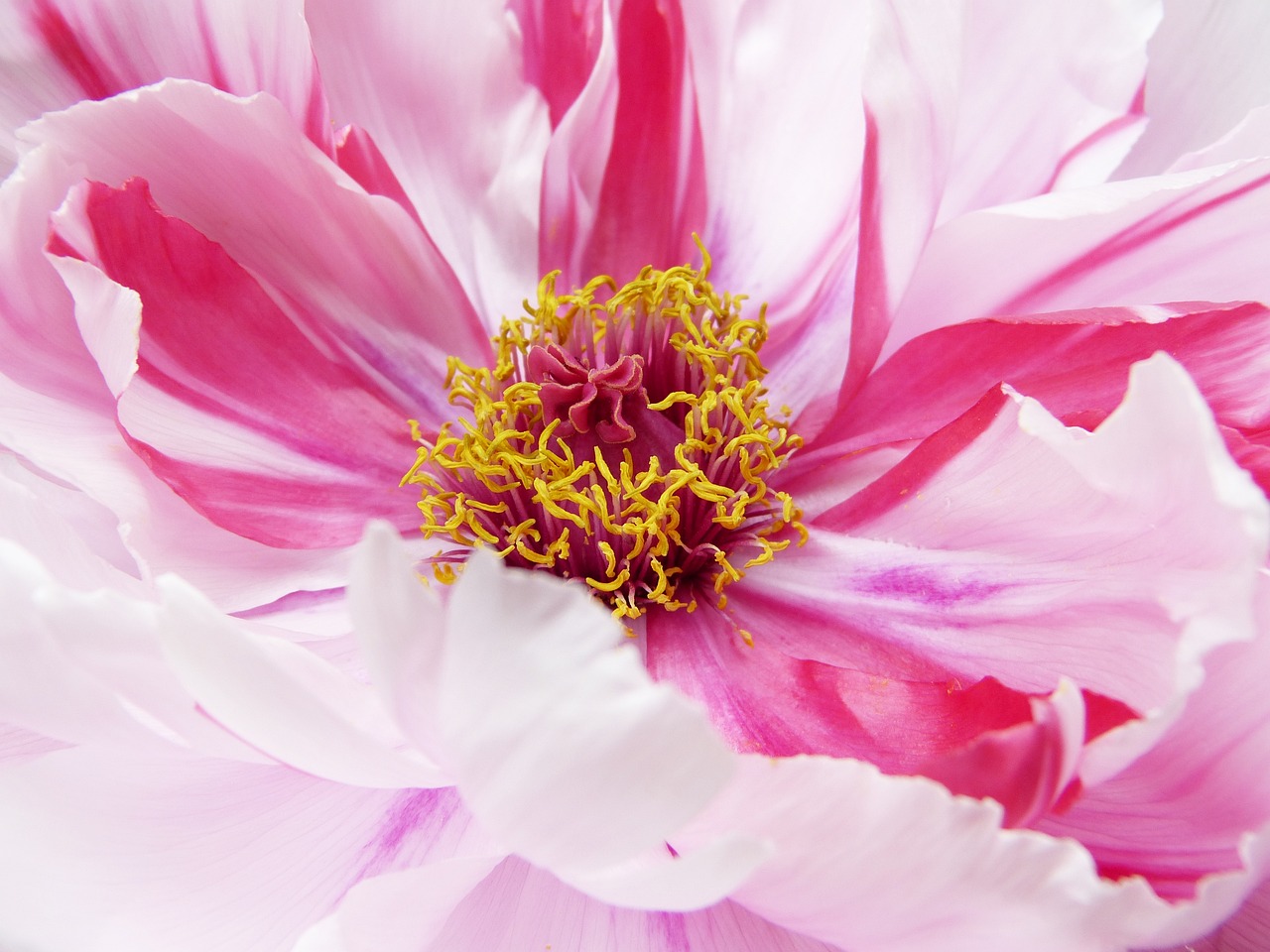 a close up of a pink and white flower, by Jan Rustem, pink and gold, peony, inside the flower, poppy