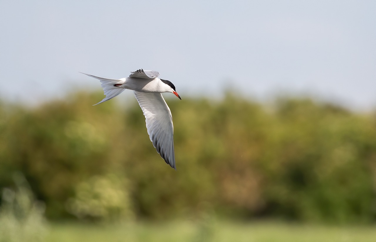 a bird flying over a lush green field, a picture, by Juergen von Huendeberg, shutterstock, arabesque, long thick shiny black beak, sleek white, on the coast, half - length photo